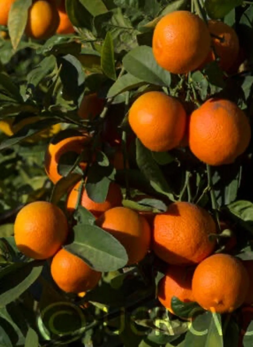 Red Lime Tree Live Plant - Grafted Citrus in 1/2 Gallon Pot, Fruit Bearing - Image 1