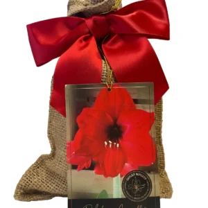 Red Lion Amaryllis Bulb Kit - 26-28cm Bulb, Easy Grow, Vibrant Red Blooms, Gift Bag - Image 1