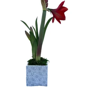 Red Lion Amaryllis Bulb Kit - Grow Your Own Red Holiday Blooms, Indoor - Image 2
