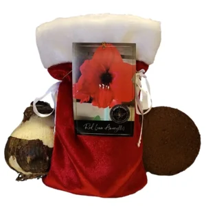 Red Lion Amaryllis Bulb Kit - Grow Your Own Red Holiday Blooms, Indoor - Image 1