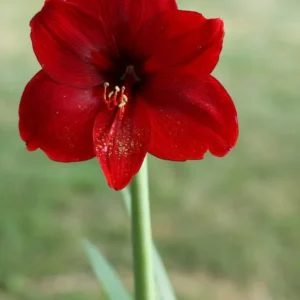 Red Lion Amaryllis Bulbs - Large Red Flowers, Indoor/Outdoor, 20-24 Inches Tall - Image 2