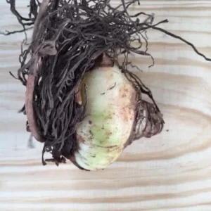 Red Lion Amaryllis Bulbs - Large Red Flowers, Indoor/Outdoor, 20-24 Inches Tall - Image 3