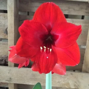 Red Lion Amaryllis Bulbs - Large Red Flowers, Indoor/Outdoor, 20-24 Inches Tall - Image 1
