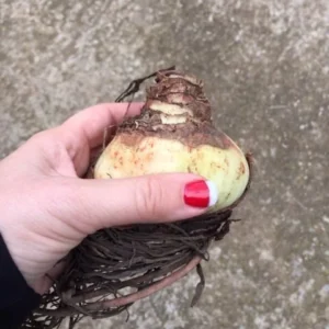 Red Lion Amaryllis Bulbs - Large Red Flowers, Indoor/Outdoor, 20-24 Inches Tall - Image 4