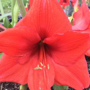 Red Lion Amaryllis Bulbs - Large Red Flowers, Indoor/Outdoor, 20-24 Inches Tall - Image 5
