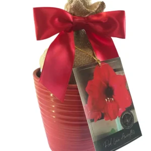Red Lion Amaryllis Growing Kit - Large 26-28 Bulb, Ceramic Pot, Bag, Medium - Indoor - Image 1