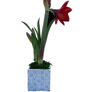 Red Lion Amaryllis Growing Kit - Large Red Bulb, Growing Medium, Gift Bag - Image 2