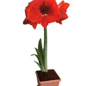 Red Lion Amaryllis Kit - Deep Red Indoor Flowering Bulb - 20-24 Inches Tall - Image 3