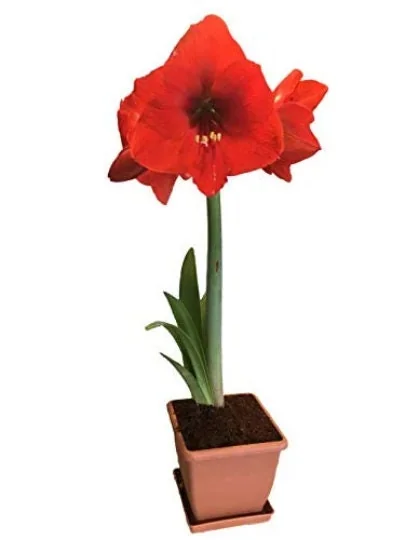 Red Lion Amaryllis Kit - Deep Red Indoor Flowering Bulb - 20-24 Inches Tall - Image 3