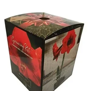 Red Lion Amaryllis Kit - Deep Red Indoor Flowering Bulb - 20-24 Inches Tall - Image 1