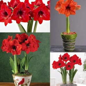 Red Lion Amaryllis Kit - Deep Red Indoor Flowering Bulb - 20-24 Inches Tall - Image 4