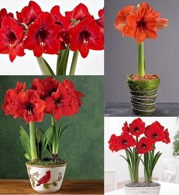 Red Lion Amaryllis Kit - Deep Red Indoor Flowering Bulb - 20-24 Inches Tall - Image 4