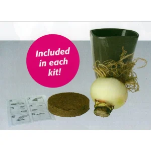 Red Lion Gold Ceramic Amaryllis Kit - Bulb, Vase, Planting Medium - Easy Indoor Bloom - Image 2