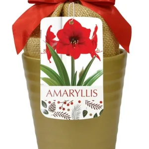 Red Lion Gold Ceramic Amaryllis Kit - Bulb, Vase, Planting Medium - Easy Indoor Bloom - Image 1