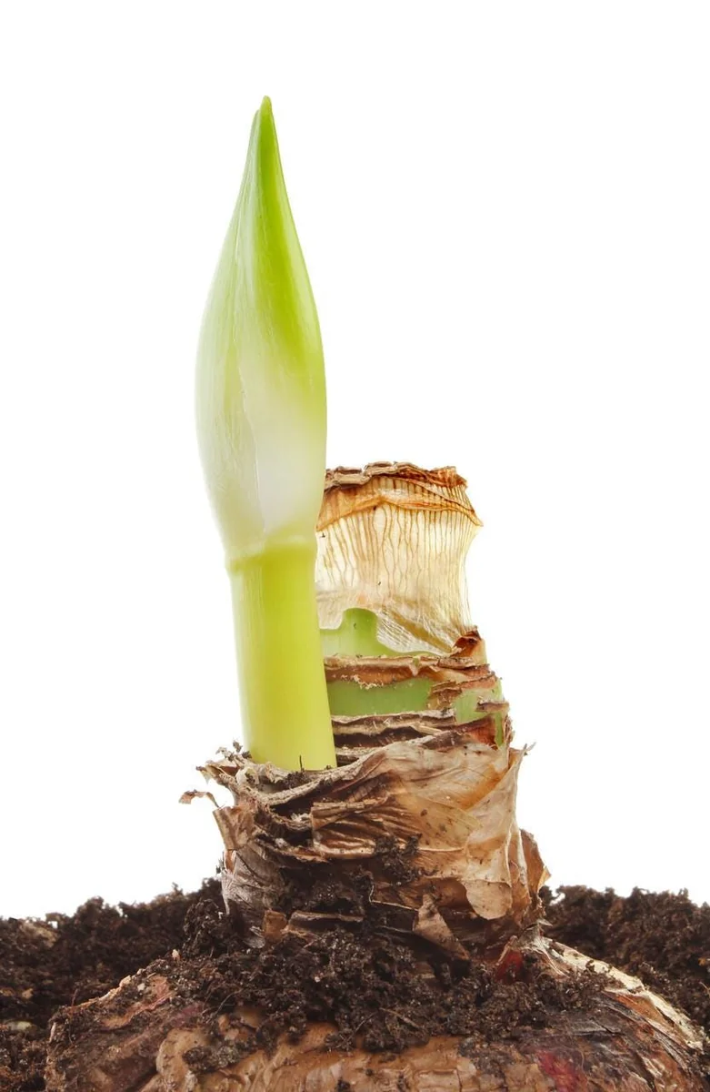 Red Lion Gold Ceramic Amaryllis Kit - Bulb, Vase, Planting Medium - Easy Indoor Bloom - Image 4