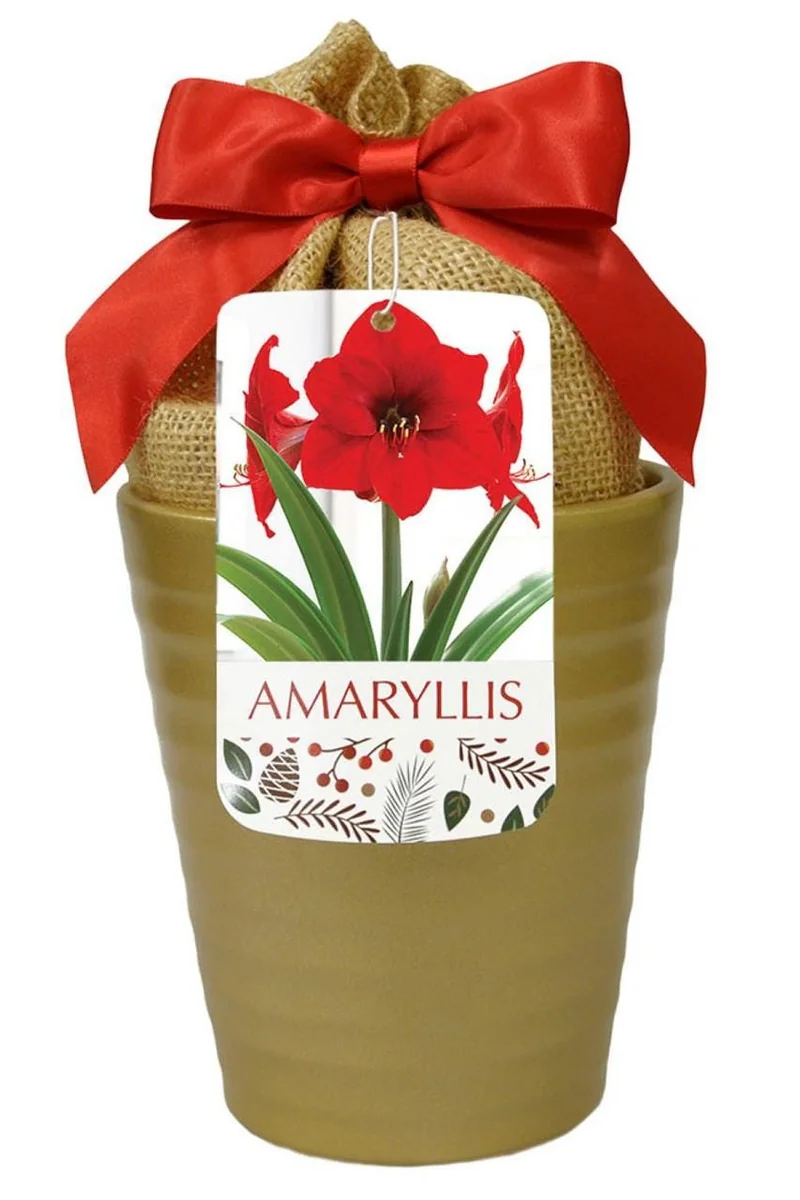 Red Lion Gold Ceramic Amaryllis Kit - Bulb, Vase, Planting Medium - Easy Indoor Bloom - Image 1