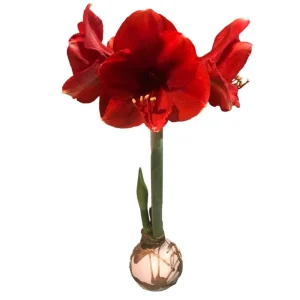Red Lion Gold Splatter Waxed Amaryllis Bulb - Jumbo Holiday Blooms - Image 1