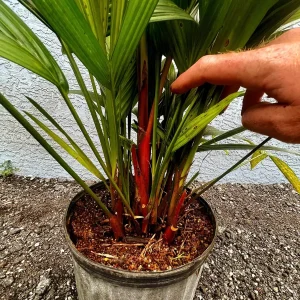 Red Lipstick Palm Live Plant Cyrtostachys Renda - 3 Gallon Pot Tropical - Image 2