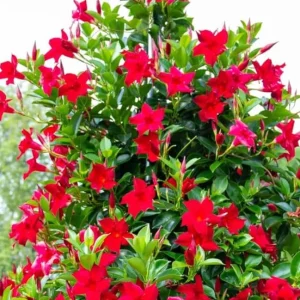 Red Mandevilla Live Plant - 2 Starter Plants, 4-6
