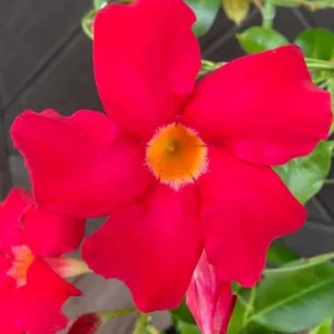Red Mandevilla Live Plant - 2 Starter Plants, 4-6" Tall, Bright Red Blooms, Climbing Vine - Image 2