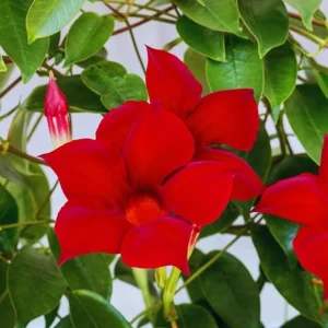 Red Mandevilla Live Plant - 2 Starter Plants, 4-6