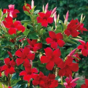 Red Mandevilla Live Plant - 2 Starter Plants, 4-6