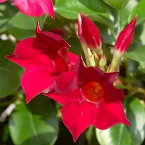 Red Mandevilla Live Plant - 2 Starter Plants, 4-6