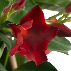 Red Mandevilla Live Plant - 2 Starter Plants, 4-6