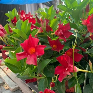 Red Mandevilla Live Plant 4" Pot - Flowering Tropical Vine Outdoor - Image 2