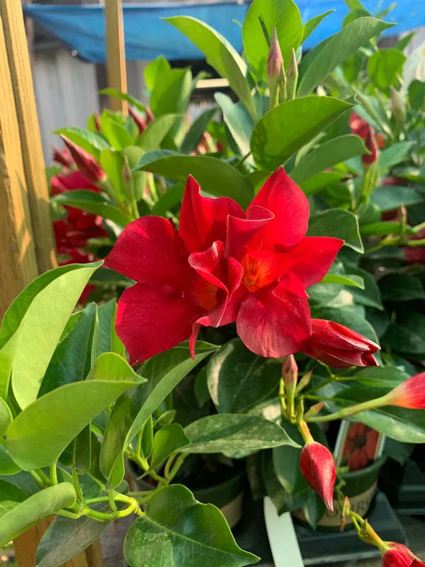 Red Mandevilla Live Plant 4" Pot - Flowering Tropical Vine Outdoor - Image 1