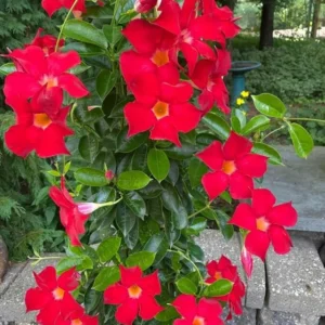 Red Mandevilla Live Plant Starter Set - 2 Vines, 4-6" Tall - Tropical Garden - Image 1
