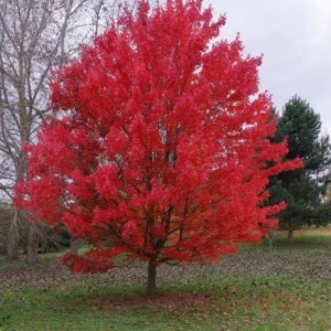 Red Maple Bare-Root Tree - Acer Rubrum Live Plant for Landscaping - Image 2