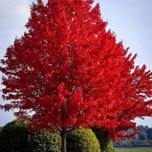 Red Maple Live Plant – Quart Pot – Fast Growing Shade Tree – Outdoor - Image 1