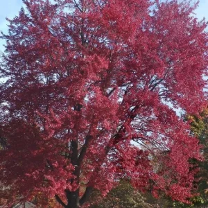 Red Maple Live Plant – Quart Pot – Fast Growing Shade Tree – Outdoor - Image 10