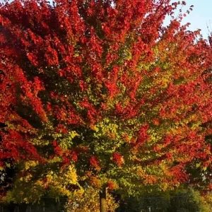 Red Maple Live Plant – Quart Pot – Fast Growing Shade Tree – Outdoor - Image 2