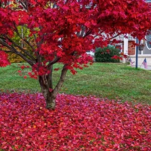 Red Maple Live Plant – Quart Pot – Fast Growing Shade Tree – Outdoor - Image 3