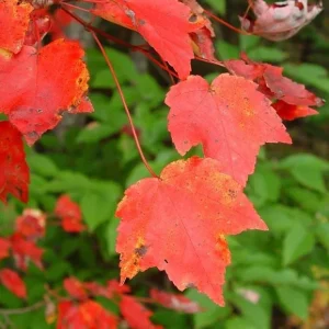 Red Maple Live Plant – Quart Pot – Fast Growing Shade Tree – Outdoor - Image 4