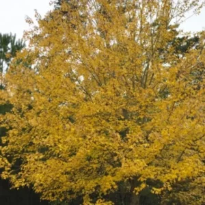 Red Maple Live Plant – Quart Pot – Fast Growing Shade Tree – Outdoor - Image 6