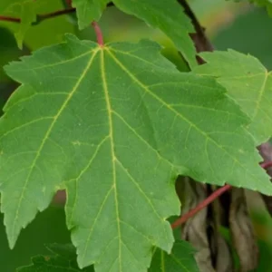 Red Maple Tree – Live Plant – 12-16" Tall – Quart Pot – Outdoor Shade Tree - Image 2