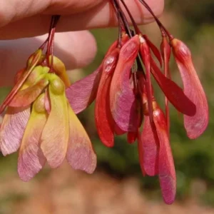 Red Maple Tree – Live Plant – 12-16