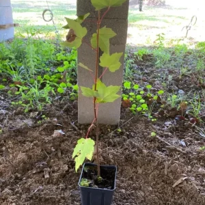 Red Maple Tree – Live Plant – 12-16
