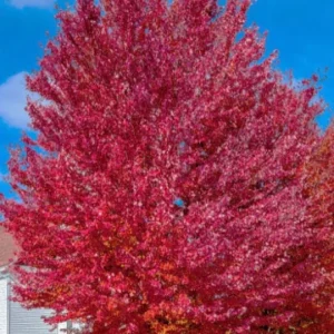 Red Maple Tree – Live Plant – 12-16