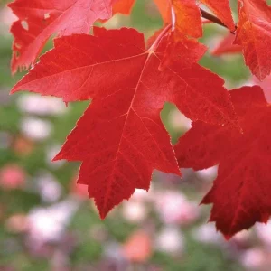 Red Maple Tree Live Plant – Acer Rubrum, 1 Quart Pot, 6-12 inches, Outdoor Shade Tree - Image 2