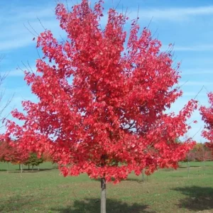 Red Maple Tree Live Plant – Acer Rubrum, 1 Quart Pot, 6-12 inches, Outdoor Shade Tree - Image 4