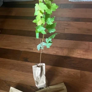 Red Maple Tree Live Plant – Acer Rubrum, 1 Quart Pot, 6-12 inches, Outdoor Shade Tree - Image 5