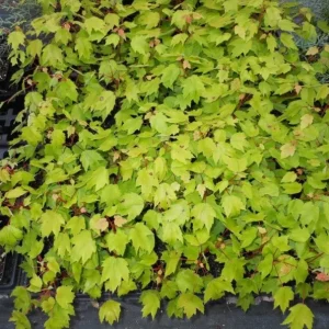 Red Maple Tree Live Plant – Acer Rubrum, 1 Quart Pot, 6-12 inches, Outdoor Shade Tree - Image 7