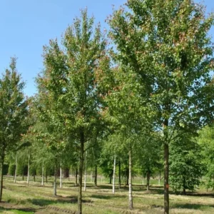 Red Maple Tree Live Plant – Acer Rubrum, 1 Quart Pot, 6-12 inches, Outdoor Shade Tree - Image 8