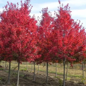 Red Maple Tree Live Plant – Acer Rubrum – 2.5 inch Pot, 6-12 inches Tall – Outdoor Shade Tree - Image 2