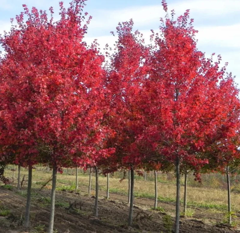 Red Maple Tree Live Plant – Acer Rubrum – 2.5 inch Pot, 6-12 inches Tall – Outdoor Shade Tree - Image 2