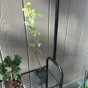 Red Maple Tree Live Plant – Acer Rubrum – 2.5 inch Pot, 6-12 inches Tall – Outdoor Shade Tree - Image 5